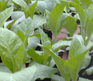 Growing tobacco plants